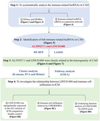 Upregulation of the Long Non-coding RNA LINC01480 Is Associated With Immune Infiltration in Coronary Artery Disease Based on an Immune-Related lncRNA-mRNA Co-expression Network